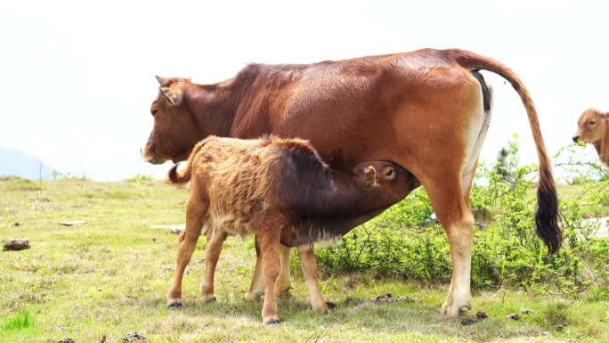 母牛喂奶 小牛吃奶 母爱黄牛