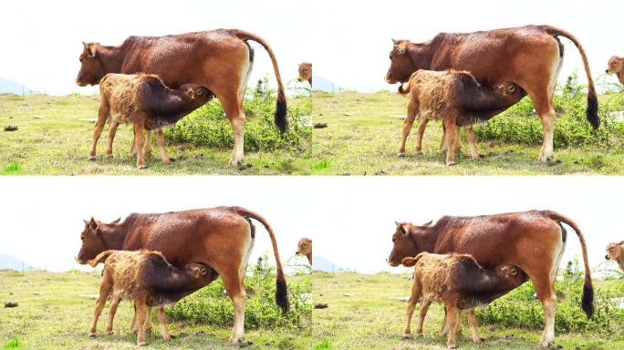 母牛喂奶 小牛吃奶 母爱黄牛