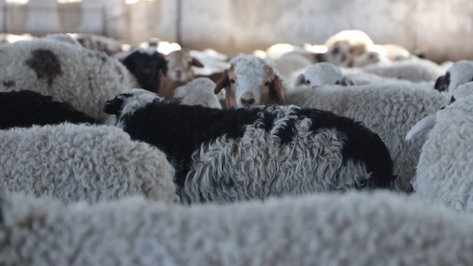 羊圈里的羊群
