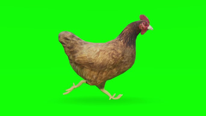 在绿色屏幕上奔跑的小鸡