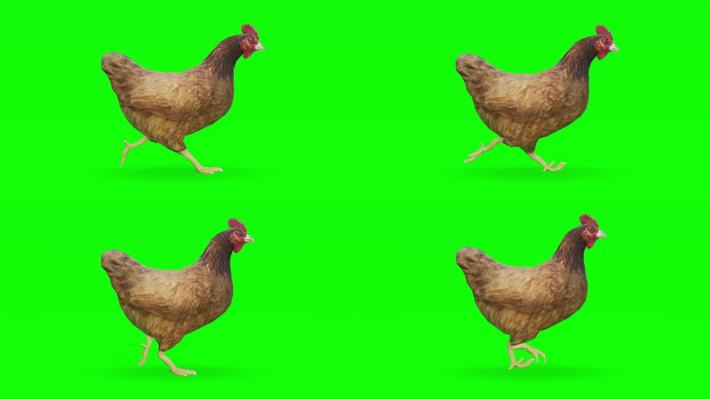在绿色屏幕上奔跑的小鸡