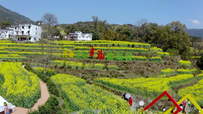 4K正版航拍婺源江岭梯田油菜花花海风景