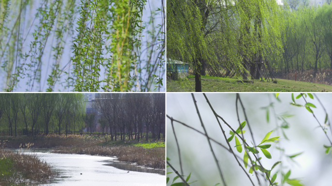 春天河边的柳树