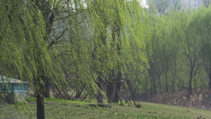 春天河边的柳树