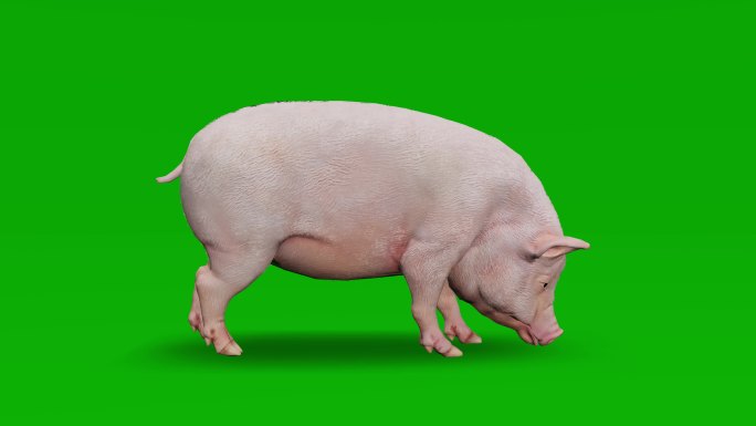 猪在绿色屏幕上嗅鼻子