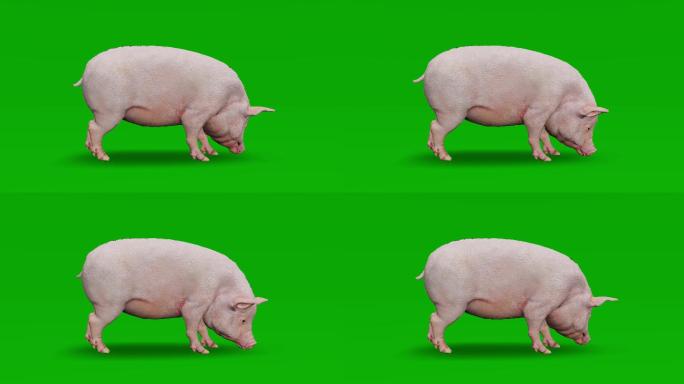 猪在绿色屏幕上嗅鼻子