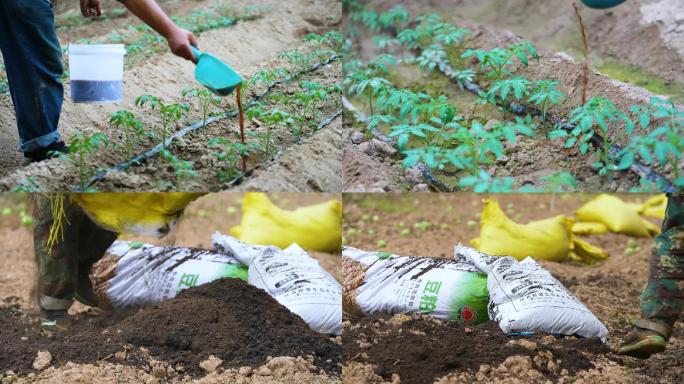 普罗旺斯西红柿人工施化肥成长