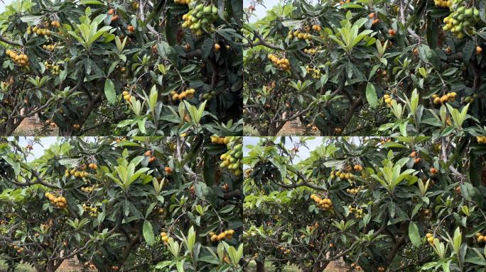 吴圩网红果园里枇杷树上结满果实，枇杷熟了
