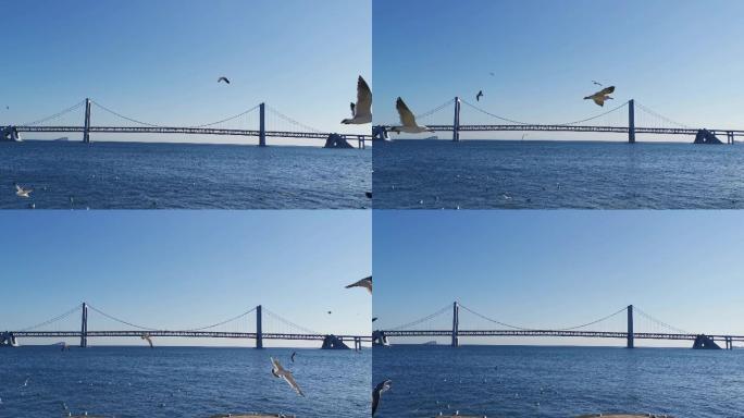 跨海大桥海鸥飞翔