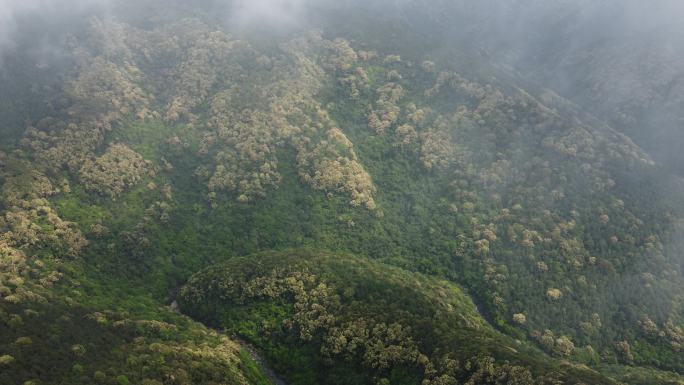 航拍原始雨林 雾中森林