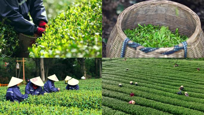 茶园里茶农在采茶叶