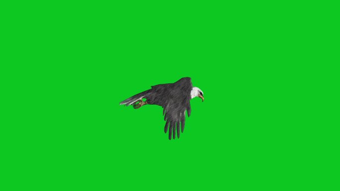 鹰在绿色屏幕上飞行