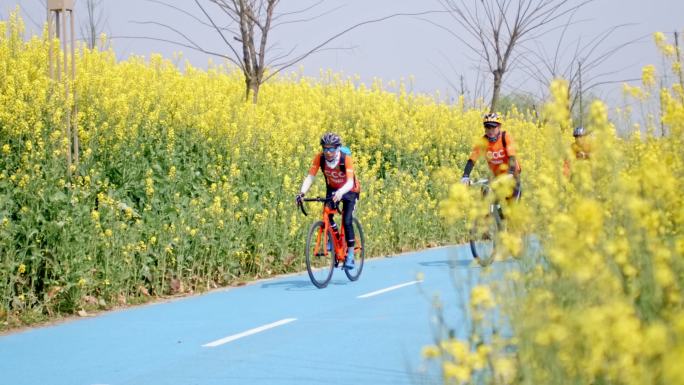 五湖四海油菜花海，多角度拍摄油菜花