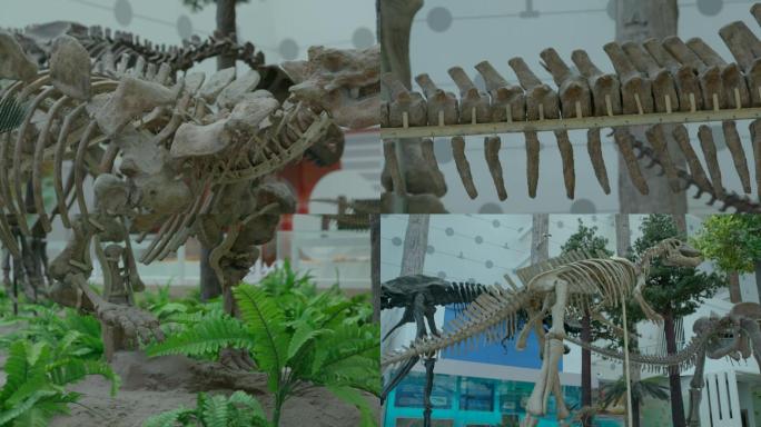 自然博物馆里的恐龙化石