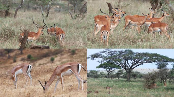东非动物迁徙 — 羚羊 4K