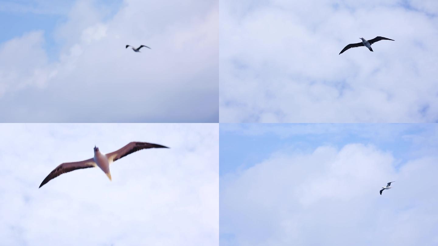 海鸟海鸥鸟群 飞翔飞行海天一色