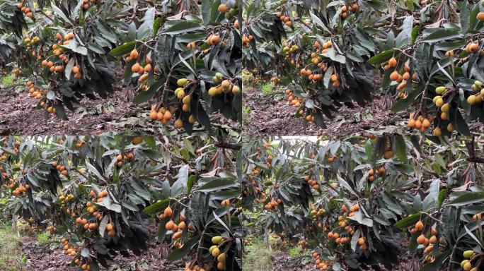 4k枇杷园里的果实熟透了挂满枝头沉甸甸的