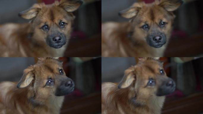 小狗1080p升格实拍视频