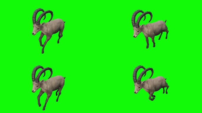 在绿色屏幕上奔跑的羚羊