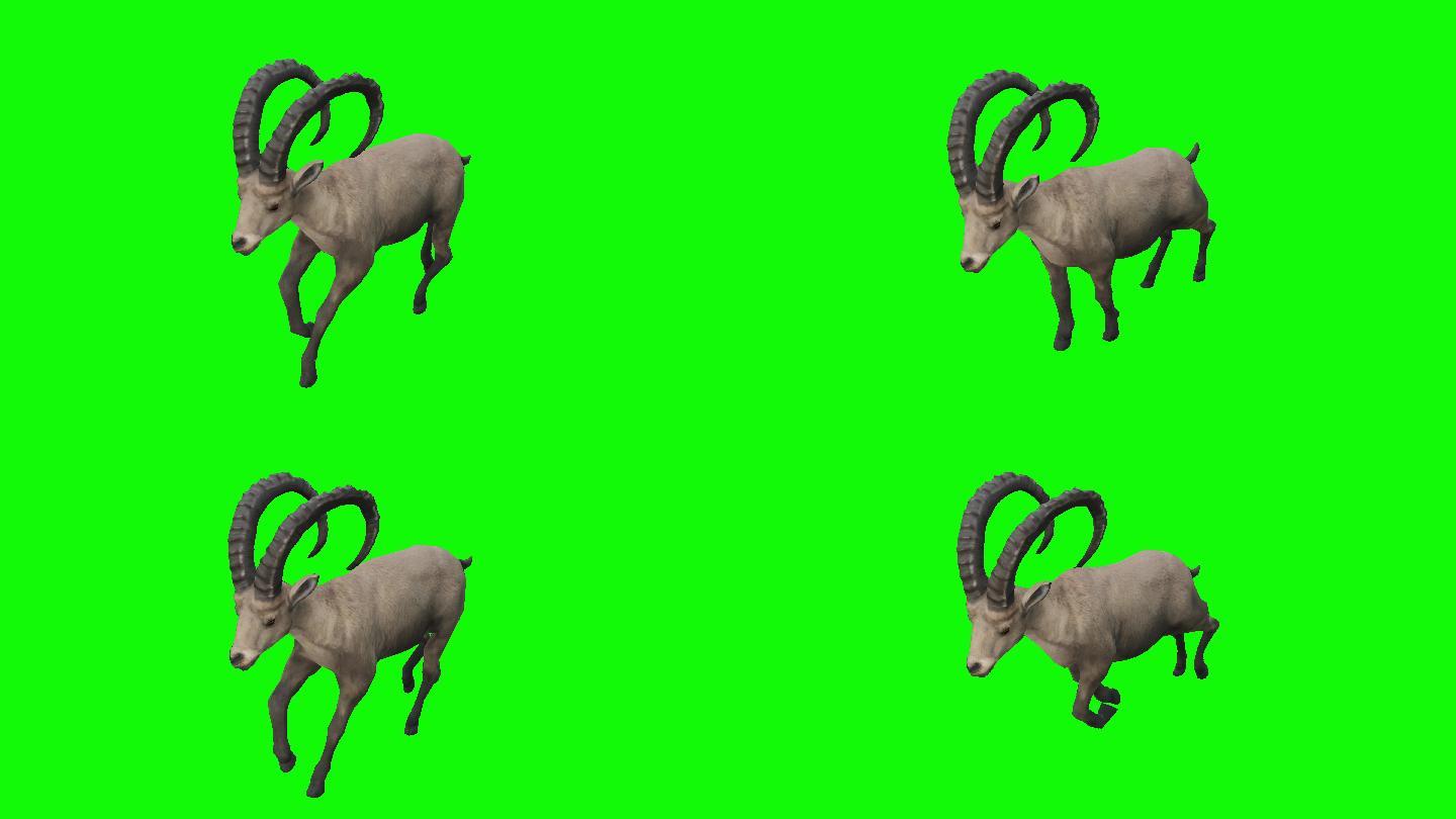 在绿色屏幕上奔跑的羚羊