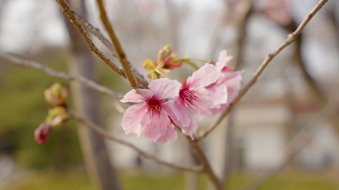 【4K】春天的樱花桃花开花