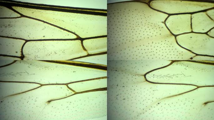 （显微摄影）蜜蜂翅膀放大100倍