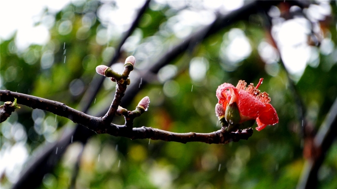 春花，春叶，遇见最美的春雨