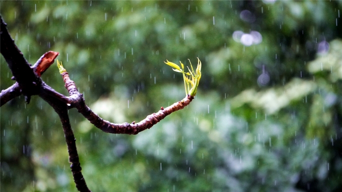 春花，春叶，遇见最美的春雨