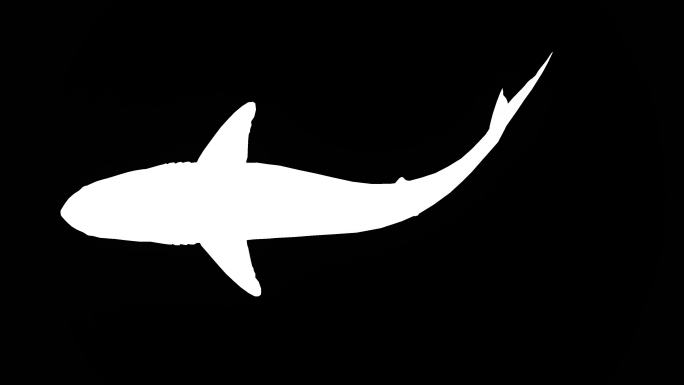 大白鲨动画特效视频