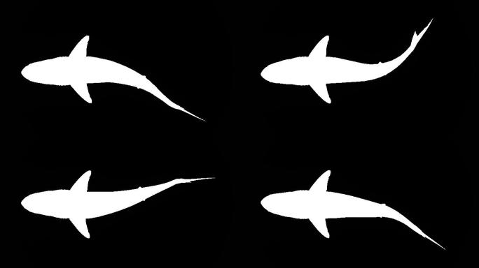 大白鲨动画特效视频