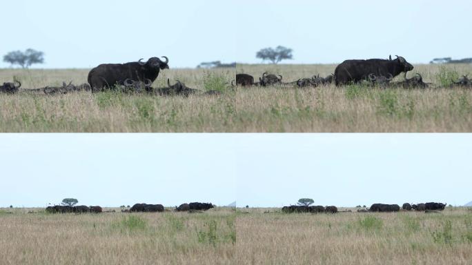 东非动物迁徙 — 非洲水牛 4K