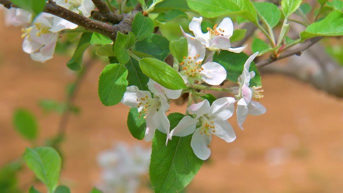 苹果树发芽开花