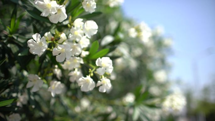 春天里的花朵，春风里的花