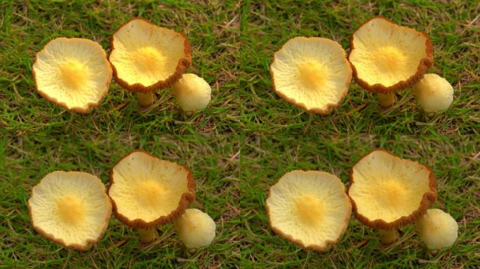 自然生长三朵蘑菇