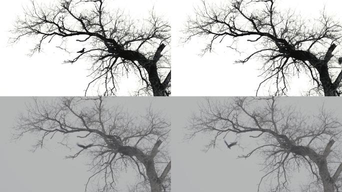 乌鸦 树枝上的乌鸦飞走
