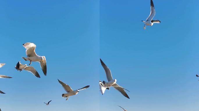 跨海大桥海鸥（竖屏）