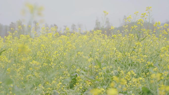 油菜花，春天风景