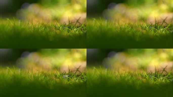 草从唯美小草戒指宝石微距特写草坪背景视频