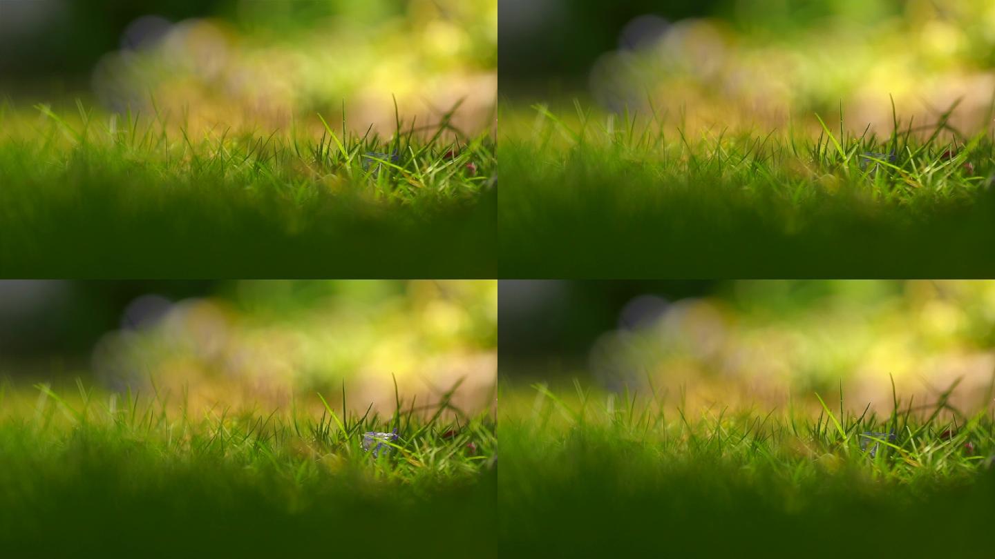 草从唯美小草戒指宝石微距特写草坪背景视频