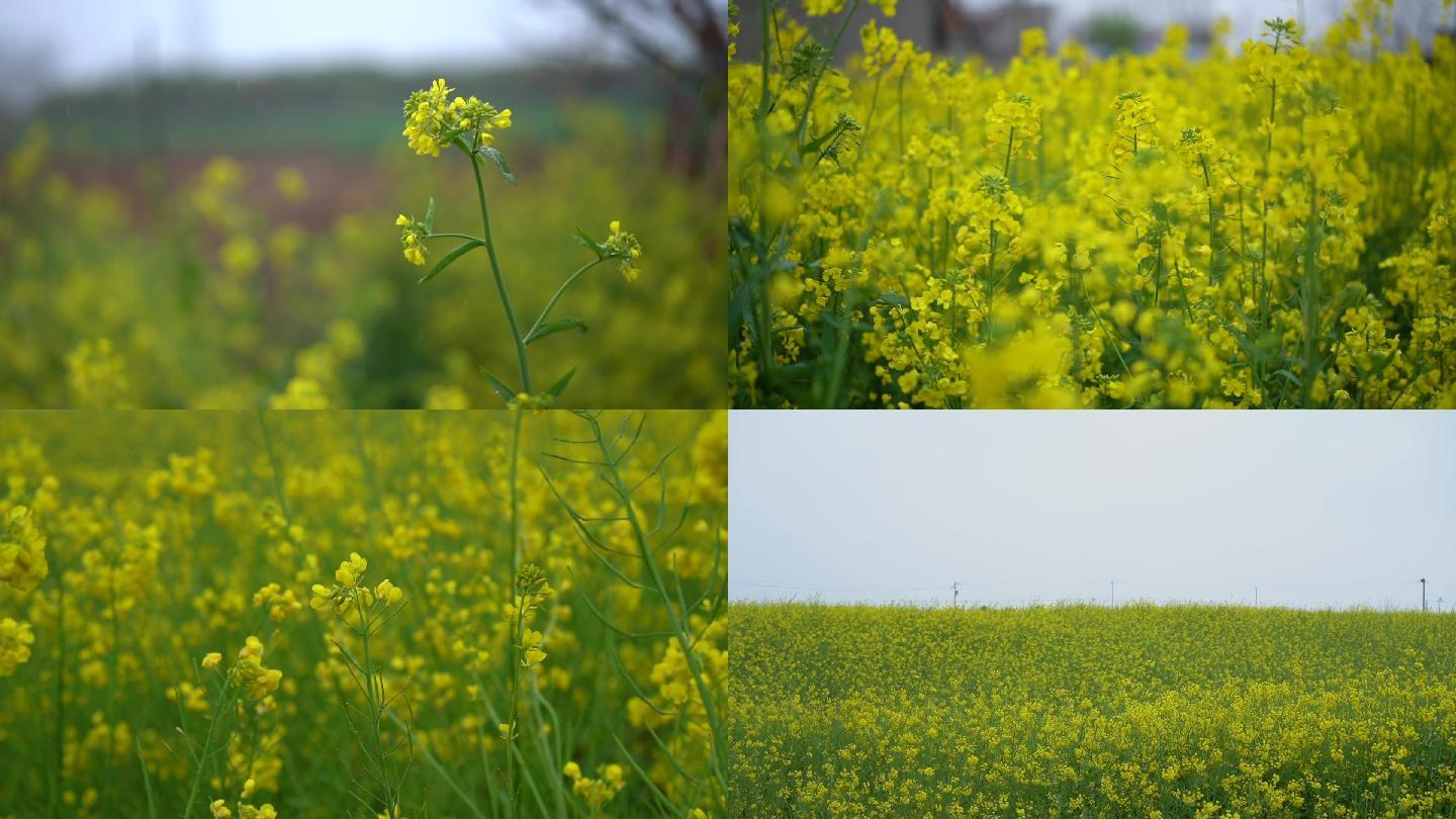 清明节