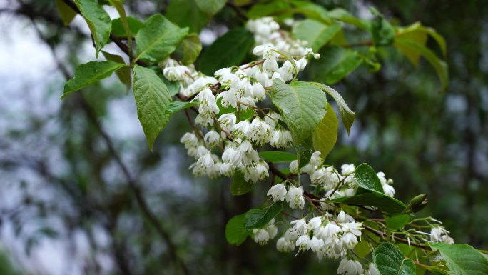 春暖花开春风细雨