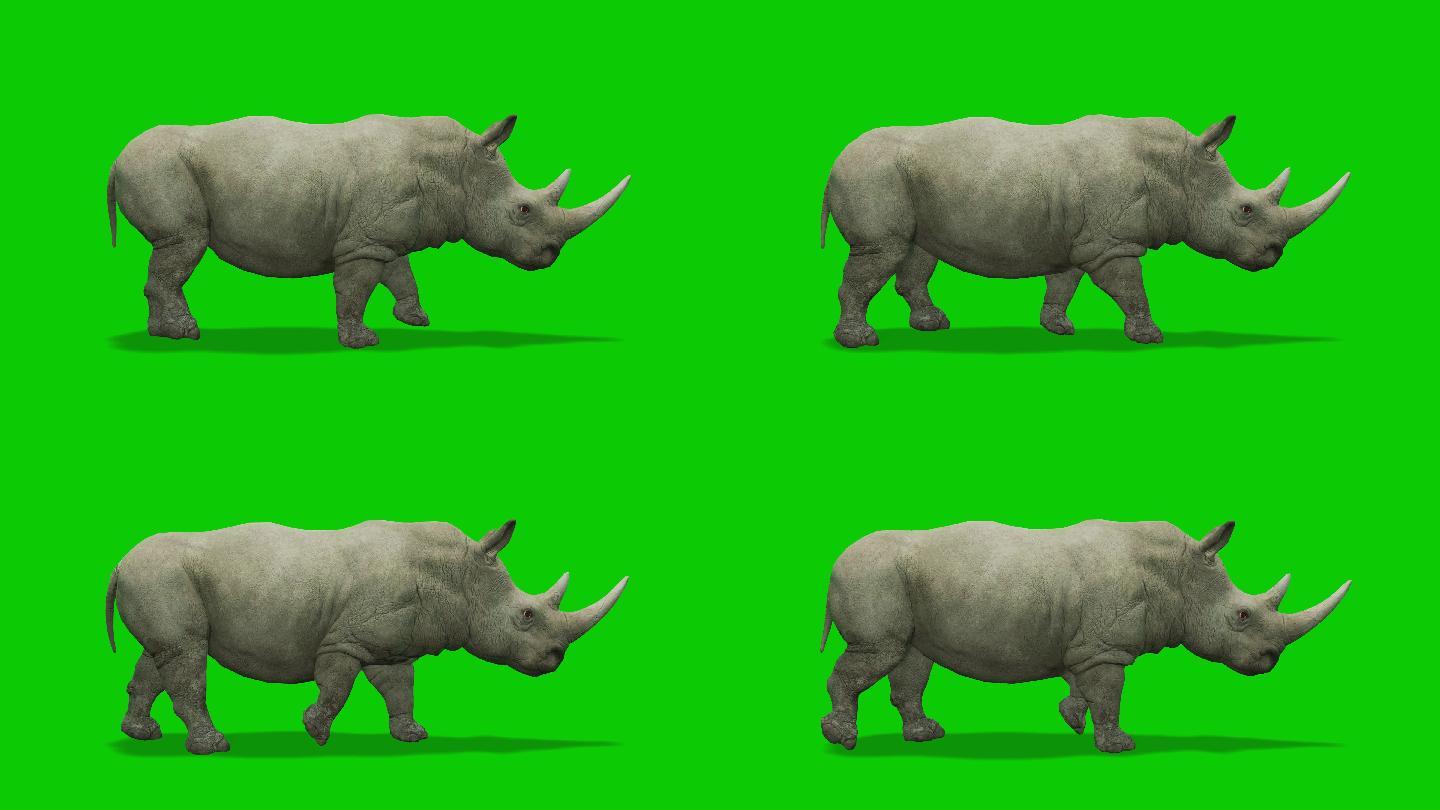 绿色屏幕上的犀牛视频素材
