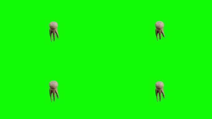 绿色屏幕上快速游动的章鱼