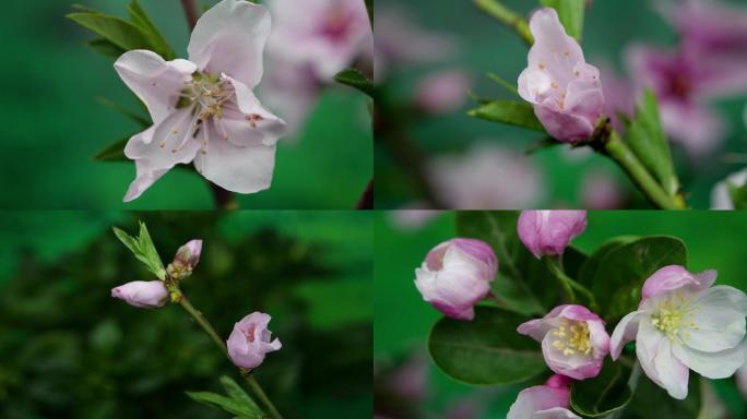 4K桃花海棠花春天开花延时