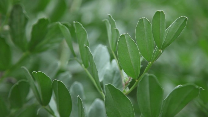 蚕豆、胡豆视频素材