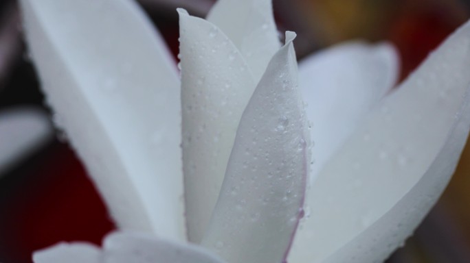 雨中绽放的玉兰花