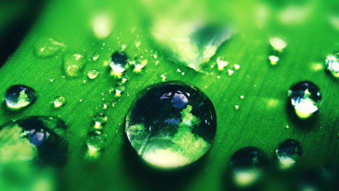 水滴水珠绿叶叶子滴水晶莹剔透