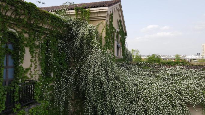 城市绿化城市公园七里香老式建筑白蔷薇花开