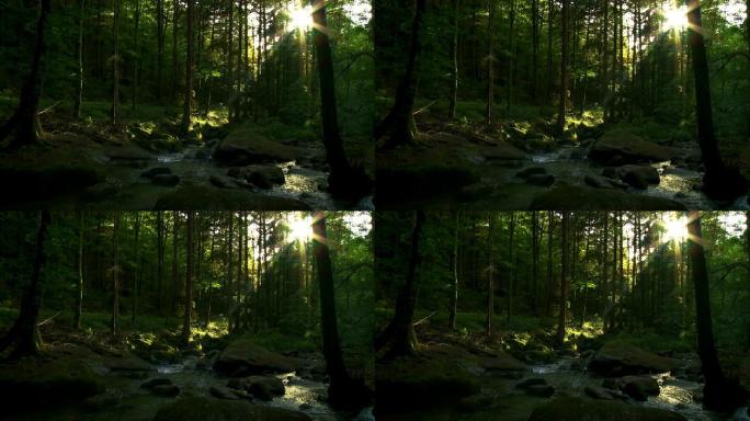 阳光明媚的森林中的小溪