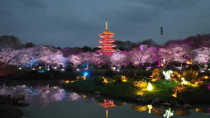 武汉樱花园航拍夜景夜樱超清4K